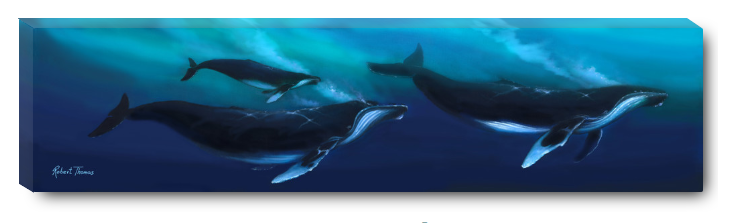 Humpback Whale Ohana By Robert Thomas, Canvas Giclee 12x48,