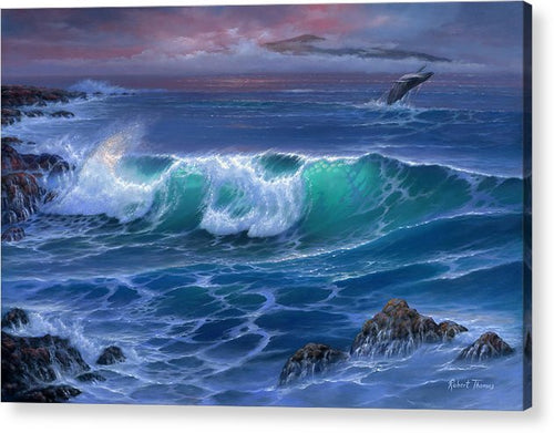Maui Whale - Acrylic Print