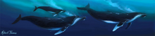 Load image into Gallery viewer, Humpback Whale Ohana By Robert Thomas, Canvas Giclee 12x48,