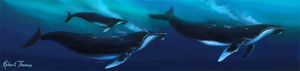 Humpback Whale Ohana By Robert Thomas, Canvas Giclee 12x48,