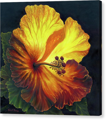 Yellow Hibiscus - Canvas Print