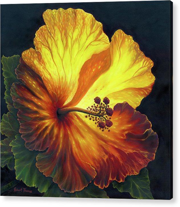 Yellow Hibiscus - Acrylic Print